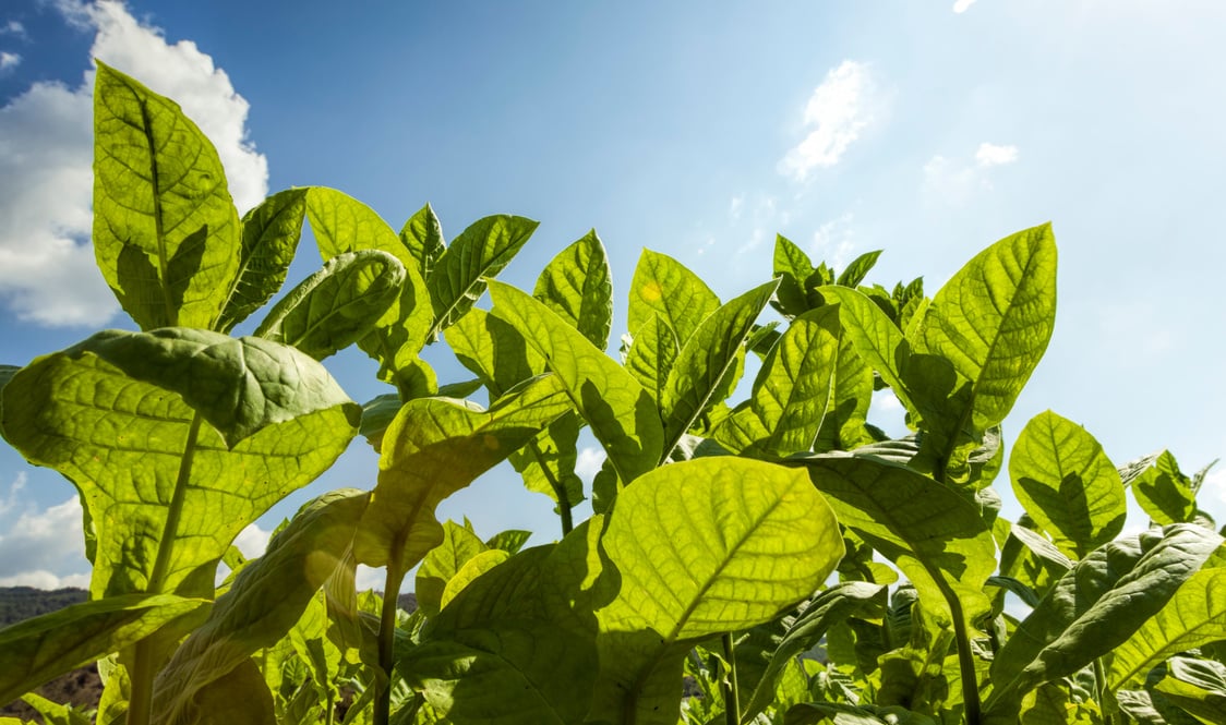 Tobacco leaves